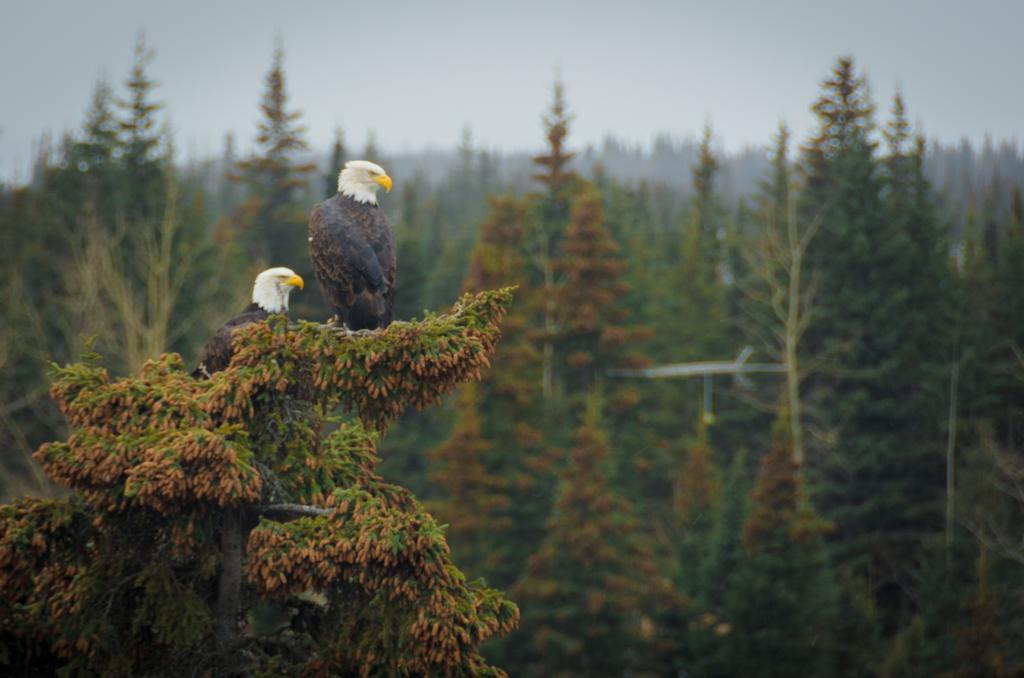 Eagle'S Eye Vacation Rentals Sterling Bagian luar foto